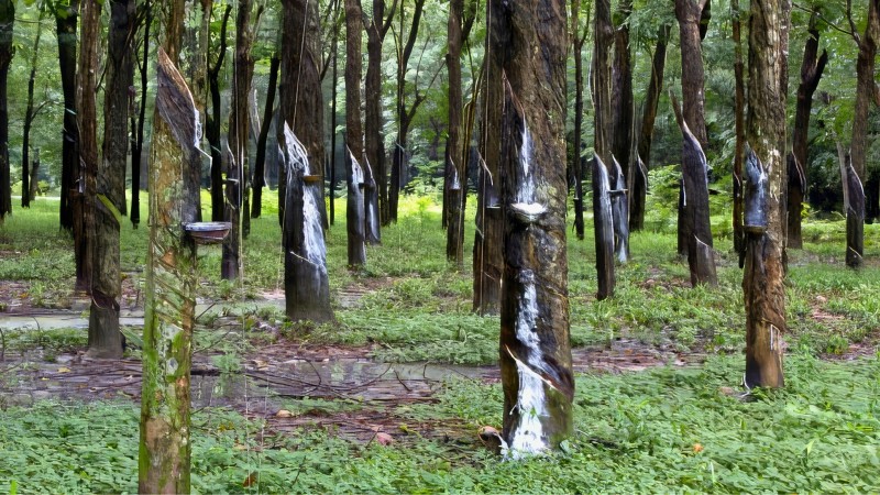 Cu Chi Tunnels Cycling Tour Full Day — 3