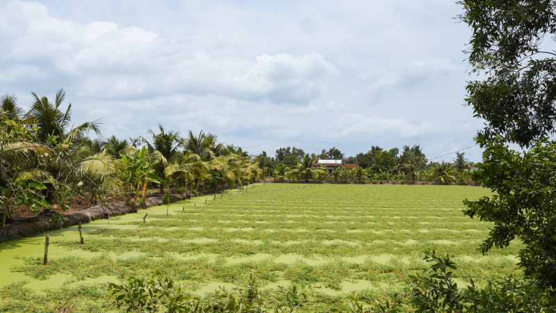 Luxury Mekong Delta Speedboat Tour — 6