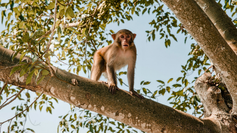 Monkey Island – Doc Let Beach Full day — 3